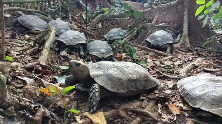 On the first 10 endangered Asian giant tortoises to be reintroduced into Nagalands protected forest Image credit: Instagram