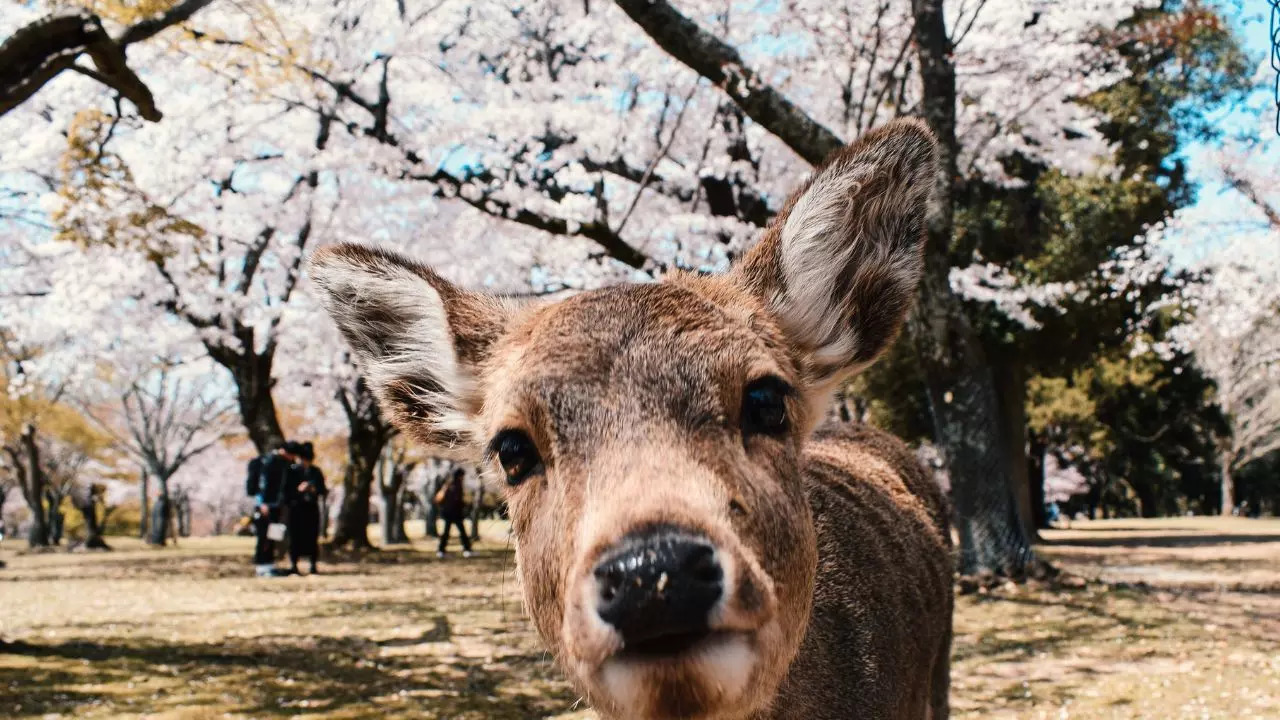 There is someone who is thriving amidst Japan's overtourism problem: the Nara deer. Credit: Canva