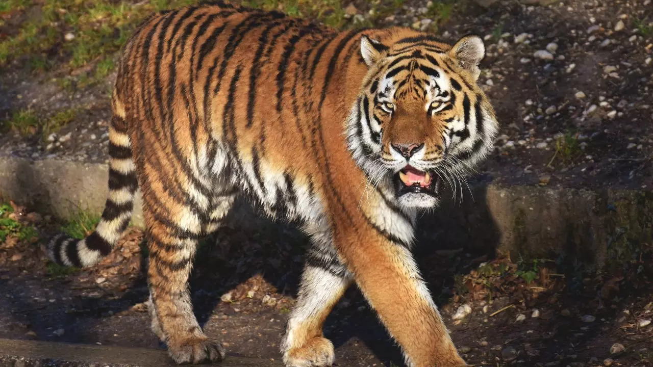 From Sariska to Rewari: Why this tiger traveled 125 kilometers, once again. Credit: Canva