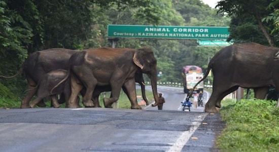 A herd of elephants crossing the national highway as they flee floods in Kaziranga.