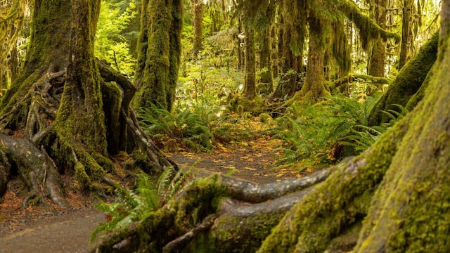 5. Olympic National Park, United States | Located in Washington State, Olympic National Park is known for its incredible range of rainfall and elevation. This place allows you to explore vast wilderness, as well as learn about years of human history, as well as several distinctly different ecosystems, including mountains, rainforests, and over 70 miles of wild coastline. (Image: Shutterstock)