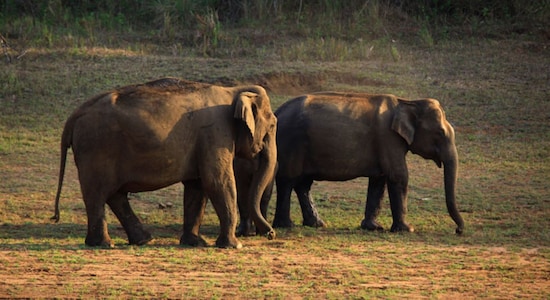 #3. Thekkady, Kerala | Embark on a wildlife adventure in Thekkady, Kerala this February. Discover the lush greenery and diverse wildlife of Periyar National Park through guided jungle safaris. Boat rides on Periyar Lake offer a unique opportunity to witness the congregation of wildlife along the water’s edge. Enjoy the cool weather and explore spice plantations, while soaking in the aromatic scents of cardamom and pepper. (Image: Kerala Tourism)