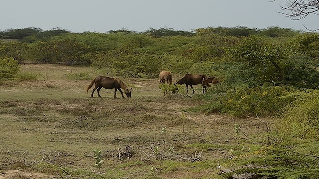 Point Calimere Wildlife Sanctuary, Tamil Nadu | (image:)