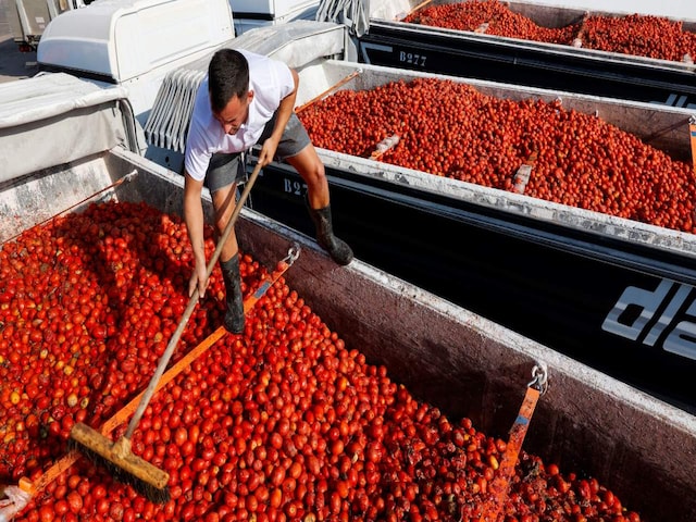 The streets of a town in eastern Spain were dyed red on Wednesday as revelers pelted each other with overripe tomatoes in a spirited pitched battle during the traditional Tomatina festival. Some 22,000 participants dressed in white and splattered with tomato pulp took part in the frenzy that grips Buñol, 40 km (25 miles) west of Valencia, every year in the last week of August. (Image: Reuters)