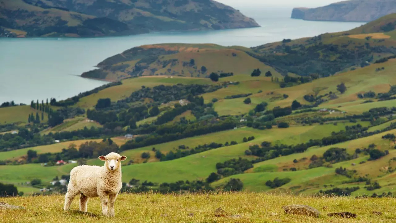 New Zealand wants to curb overtourism and triples the entry fee for tourists. Credit: Canva