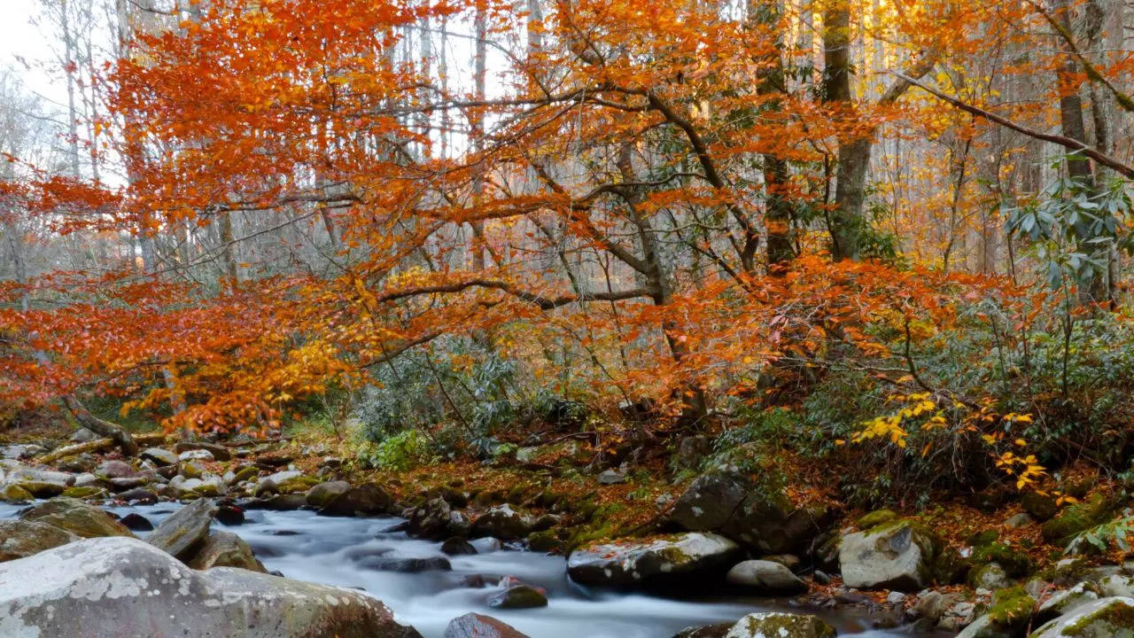 Great Smoky Mountains National Park, North Carolina and Tennessee Credit Canva