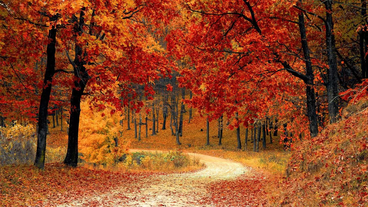 Make the most of the fall season at these five U.S. national parks. Credit: Canva