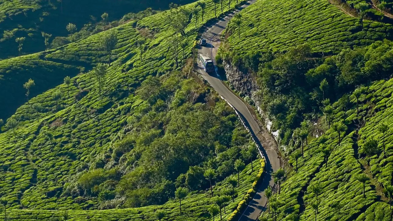 Tea Routes: A Guide for First Time Visitors to Munnar. Credit: Canva