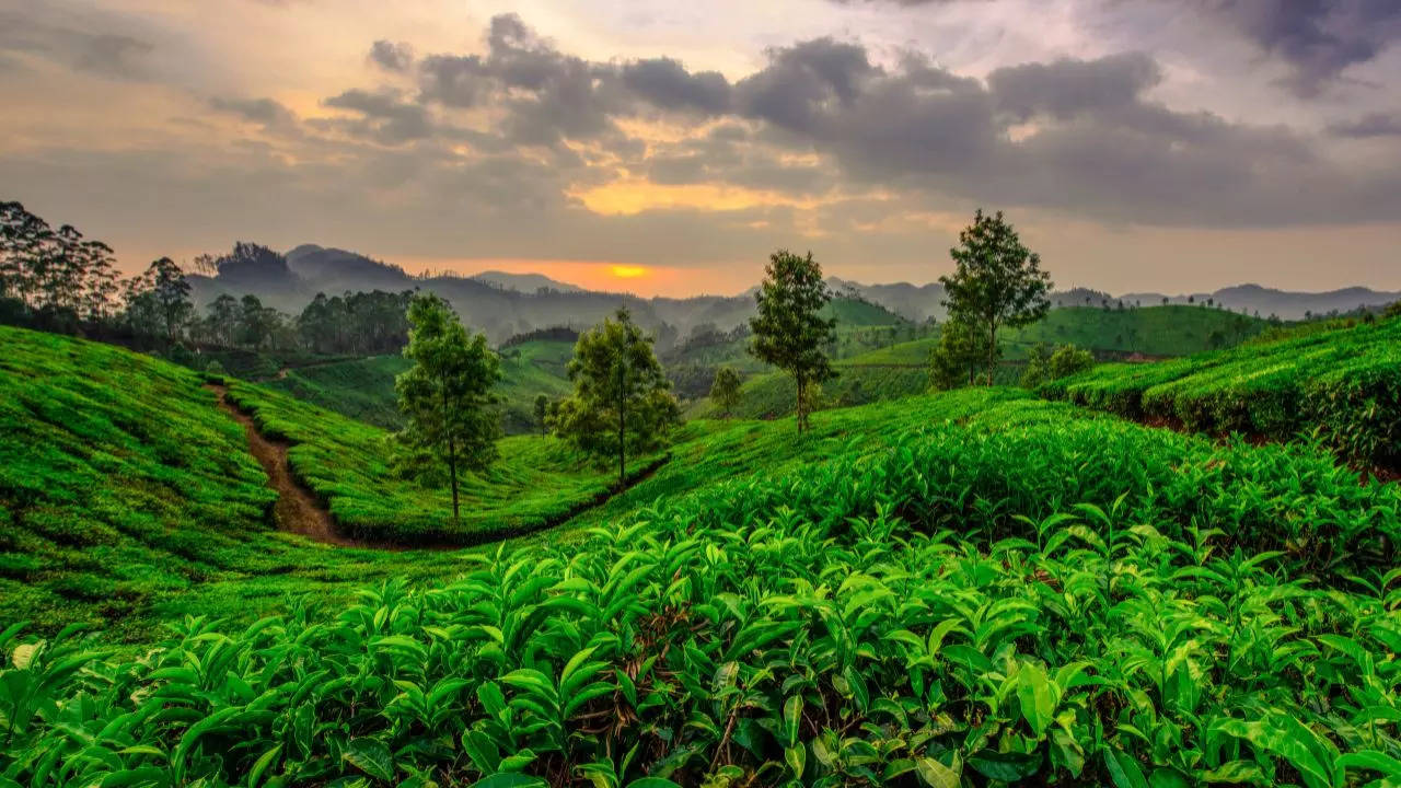 Munnar Tea Plantations Credit Canva